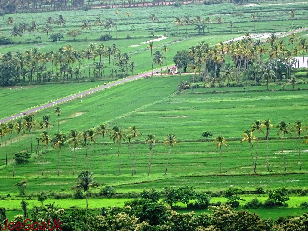 Paddy Fields and Coconut Groves